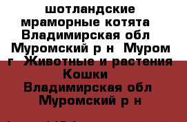 шотландские мраморные котята - Владимирская обл., Муромский р-н, Муром г. Животные и растения » Кошки   . Владимирская обл.,Муромский р-н